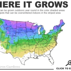 Red Osier Red Twig Dogwood (Cornus Sericea) - 2 Gallon Pot -Outlet Aegis Garden Store 3a 8a 6