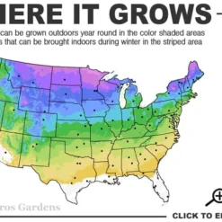 White Creeping Phlox - 6 Pack Of Pint Pots -Outlet Aegis Garden Store 3a 8b 15