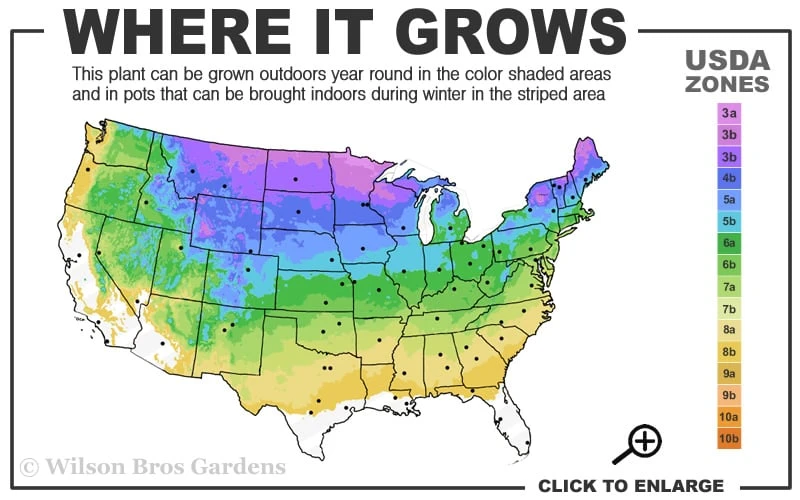 Coney Island White Pine - 2 Gallon Pot 5 Coney Island White Pine - 2 Gallon Pot - Image 3