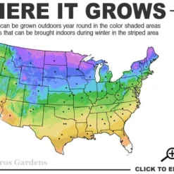 Fireworks Goldenrod (Solidago) - 1 Gallon Pot 11 Fireworks Goldenrod (Solidago) - 1 Gallon Pot -Outlet Aegis Garden Store 3a 9b 43
