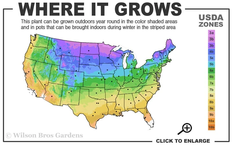 Prairie Dropseed Grass (Sporobolis Heterolepis) - 6 Pack Of 1 Gallon Pots 5 Prairie Dropseed Grass (Sporobolis Heterolepis) - 6 Pack Of 1 Gallon Pots - Image 3