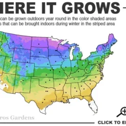 Grancy Graybeard - White Fringe Tree - 7 Gallon Pot (2-3') -Outlet Aegis Garden Store 3b 9a 2