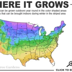 Ruby Spice Summersweet (Clethra) - 3 Gallon Pot -Outlet Aegis Garden Store 3b 9b