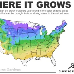 Shadblow Serviceberry Tree (Amelanchier Canadensis) - 5 Gallon Pot -Outlet Aegis Garden Store 4A 8B 8