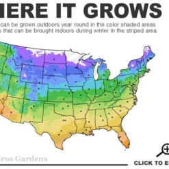 Peachy Knock Out Rose - 1 Gallon Pot 8 Peachy Knock Out Rose - 1 Gallon Pot -Outlet Aegis Garden Store 4a 11 1
