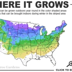 Admiration Barberry - 2 Gallon Pot -Outlet Aegis Garden Store 4a 8a
