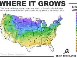 Highland Cream Creeping Thyme - 5 Pack Of Quart Pots -Outlet Aegis Garden Store 4a 8b thumbnail