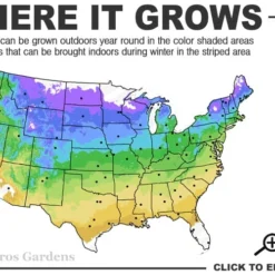 Visions In Red Astilbe - 1 Gallon -Outlet Aegis Garden Store 4a 9a
