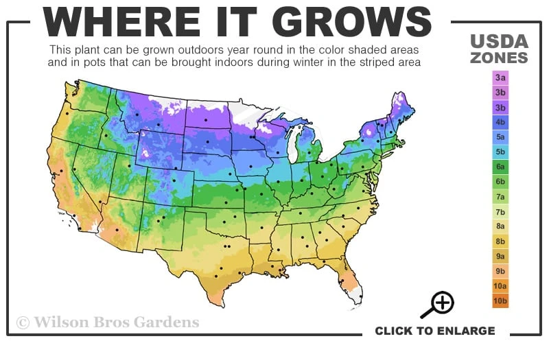 Major Wheeler Red Trumpet Honeysuckle - 1 Gallon Pot (On Trellis) 5 Major Wheeler Red Trumpet Honeysuckle - 1 Gallon Pot (On Trellis) - Image 3