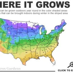 Henry Eilers Sweet Coneflower (Rudbeckia Daisy) - 1 Gallon Pot -Outlet Aegis Garden Store 4a 9b 9