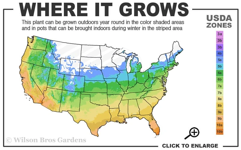 Dwarf Golden Sweet Flag - Acorus Gramineus 'Minimus Aureus' - 5 Pack Of Pint Pots 5 Dwarf Golden Sweet Flag - Acorus Gramineus 'Minimus Aureus' - 5 Pack Of Pint Pots - Image 3
