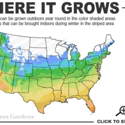 Pink Delight Butterfly Bush - 3 Gallon Pot -Outlet Aegis Garden Store 5a 10b 45