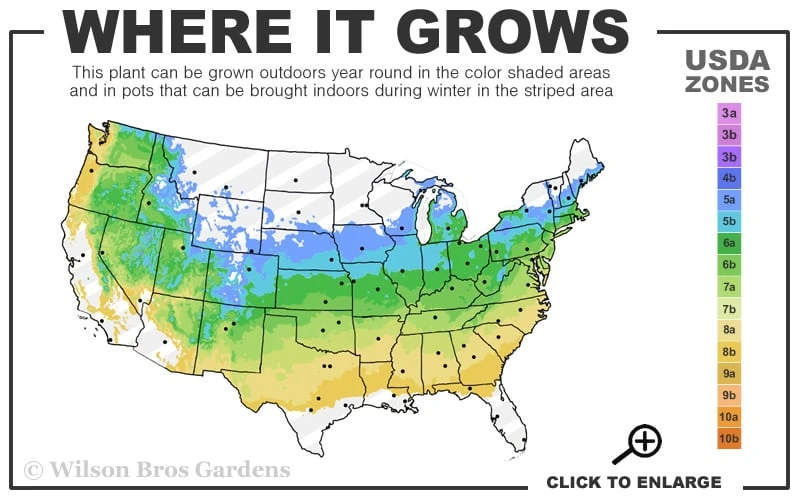 Creeping St Johns Wort - Hypericum Calycinum - 18 Pack Of Pint Pots 5 Creeping St Johns Wort - Hypericum Calycinum - 18 Pack Of Pint Pots - Image 3
