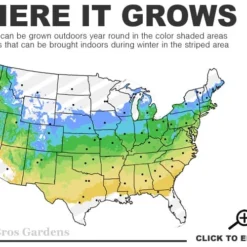 Solar Cascade Goldenrod (Solidago Shortii) - 1 Gallon Pot -Outlet Aegis Garden Store 5a 8b 21