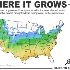 Corinthian Flowering Peach Tree - 3 Gallon Pot (4-5') -Outlet Aegis Garden Store 5a 9a 7