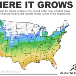 Little Kitten Dwarf Maiden Grass - Miscanthus Sinensis - 3 Gallon Pot -Outlet Aegis Garden Store 5a 9b 117