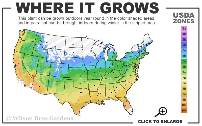 Scarlet Belle Pitcher Plant (Sarracenia) - 2.5 Quart Pot 5 Scarlet Belle Pitcher Plant (Sarracenia) - 2.5 Quart Pot - Image 3
