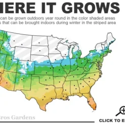 Southern Sweet Bay Swamp Magnolia (M.v. Australis) - 7 Gallon Pot (5-6') -Outlet Aegis Garden Store 5b 11 4