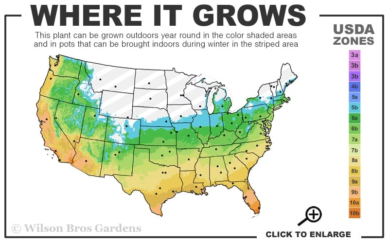 Big Blue Liriope (Lilyturf) - 36 Pack Of 3.5" Pint Pots 5 Big Blue Liriope (Lilyturf) - 36 Pack Of 3.5" Pint Pots - Image 3