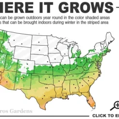 Blush Pink Nandina - 1 Gallon Pot 12 Blush Pink Nandina - 1 Gallon Pot -Outlet Aegis Garden Store 6a 10a 3