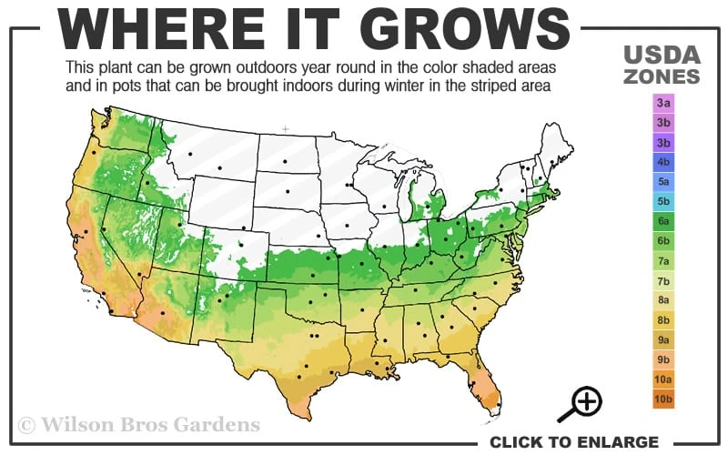 Blush Pink Nandina - 1 Gallon Pot 5 Blush Pink Nandina - 1 Gallon Pot - Image 3