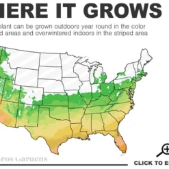 Sunshine Ligustrum - 1 Gallon Pot 12 Sunshine Ligustrum - 1 Gallon Pot -Outlet Aegis Garden Store 6a 10b 9