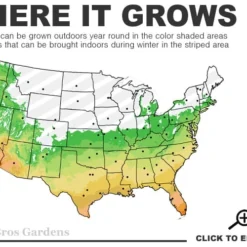 Hot Lips Sage - Salvia Microphylla - 7.5" Pot -Outlet Aegis Garden Store 6a 11 18