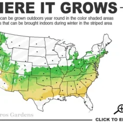 Schip Laurel (Prunus Laurocersasus 'Schipkaensis') - 6 Pack Of 1 Gallon Pots 10 Schip Laurel (Prunus Laurocersasus 'Schipkaensis') - 6 Pack Of 1 Gallon Pots -Outlet Aegis Garden Store 6a 8b 6