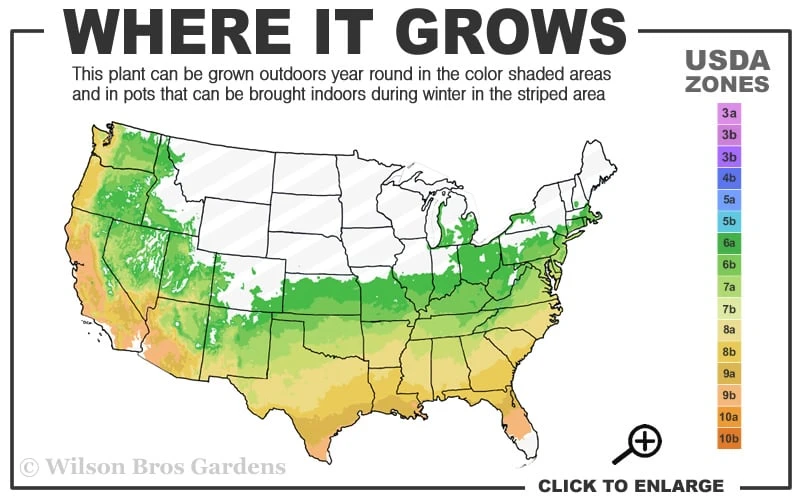 Golden Dragon Plum Yew (Cephalotaxus Harringtonia) - 7 Gallon Pot 5 Golden Dragon Plum Yew (Cephalotaxus Harringtonia) - 7 Gallon Pot - Image 3