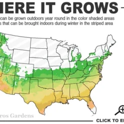 Duet Yellow Jasmine (Jessamine) - 2 Gallon Pot -Outlet Aegis Garden Store 6a 9b 83