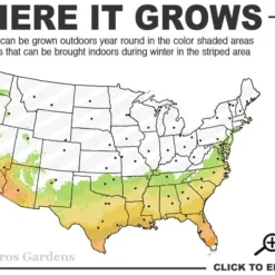 Black And Blue Salvia (Blue Anise Sage) - Salvia Guaranitica - 6 Pack Of 1 Gallon Pots 11 Black And Blue Salvia (Blue Anise Sage) - Salvia Guaranitica - 6 Pack Of 1 Gallon Pots -Outlet Aegis Garden Store 7a 10a 8