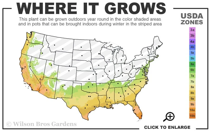 Bordeaux Dwarf Yaupon Holly - 1 Gallon Pot 5 Bordeaux Dwarf Yaupon Holly - 1 Gallon Pot - Image 3