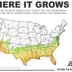 Goldcrest Monterey Lemon Cypress - 3-Ball Poodle Tier Topiary - 5 Gallon Pot -Outlet Aegis Garden Store 7a 10b 59