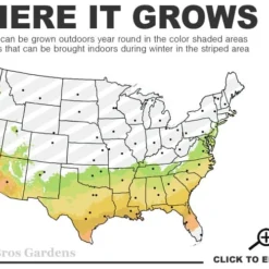 Noble Lady Tea Olive - 3 Gallon Pot -Outlet Aegis Garden Store 7a 9b 28