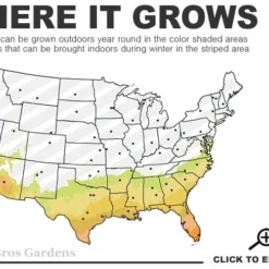 Radicans Creeping Dwarf Gardenia - 3 Gallon Pot -Outlet Aegis Garden Store 7b 10b 3