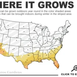Yellow Angel's Trumpet (Brugmansia) - 1 Gallon Pot -Outlet Aegis Garden Store 8a 11 8
