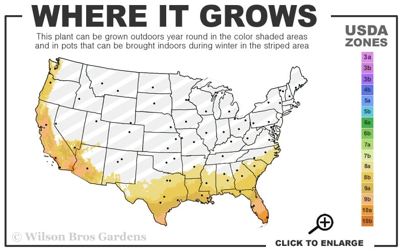Rosalinda Indian Hawthorn Single Trunk Tree - 7 Gallon Pot (6-7') 5 Rosalinda Indian Hawthorn Single Trunk Tree - 7 Gallon Pot (6-7') - Image 3