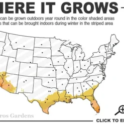 Bells Of Fire Tecoma - Esperanza - 1 Gallon Pot -Outlet Aegis Garden Store 8b 11 2
