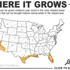 Little Lucky Hot Pink Lantana - 5 Pack Of Quart Pots 8 Little Lucky Hot Pink Lantana - 5 Pack Of Quart Pots -Outlet Aegis Garden Store 9a 11 3