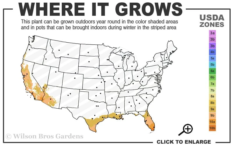Little Lucky Hot Pink Lantana - 5 Pack Of Quart Pots 5 Little Lucky Hot Pink Lantana - 5 Pack Of Quart Pots - Image 3