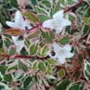 Confetti Dwarf Abelia - 3 Gallon Pot -Outlet Aegis Garden Store Abelia Confetti BS