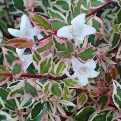 Confetti Dwarf Abelia - 3 Gallon Pot