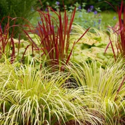 Golden Sweet Flag - Acorus Gramineus 'Ogon' - 1 Gallon Pot -Outlet Aegis Garden Store Acorus Ogon 103 1