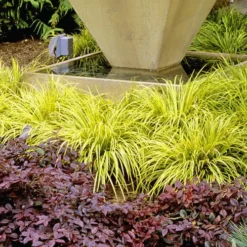 Golden Sweet Flag - Acorus Gramineus 'Ogon' - 5 Pack Of Quart Pots -Outlet Aegis Garden Store Acorus Ogon 104