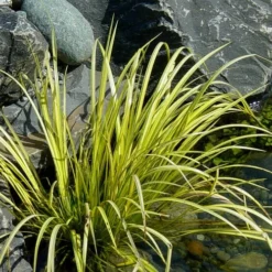 Golden Sweet Flag - Acorus Gramineus 'Ogon' - 1 Gallon Pot -Outlet Aegis Garden Store Acorus Ogon 105 1