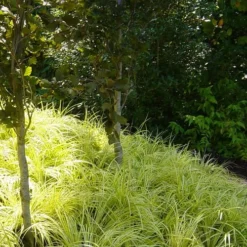 Golden Sweet Flag - Acorus Gramineus 'Ogon' - 5 Pack Of Quart Pots