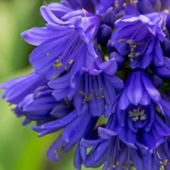 Ever Midnight Agapanthus (Lily Of The Nile) - 1 Gallon Pot -Outlet Aegis Garden Store Agapanthus Ever Midnight 1