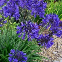 Ever Midnight Agapanthus (Lily Of The Nile) - 1 Gallon Pot -Outlet Aegis Garden Store Agapanthus Ever Midnight 4