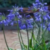 Ever Sapphire Agapanthus - Lily Of The Nile - 1 Gallon Pot -Outlet Aegis Garden Store Agapanthus Ever Sapphire 24