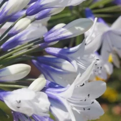 Indigo Frost Agapanthus - 1 Gallon Pot -Outlet Aegis Garden Store Agapanthus Indigo Frost 1